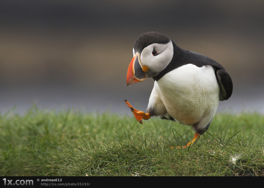 鳥也做 silly walk 低能走路 2